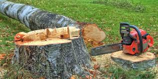 Best Arborist Consultation Services  in Ruthers, CA